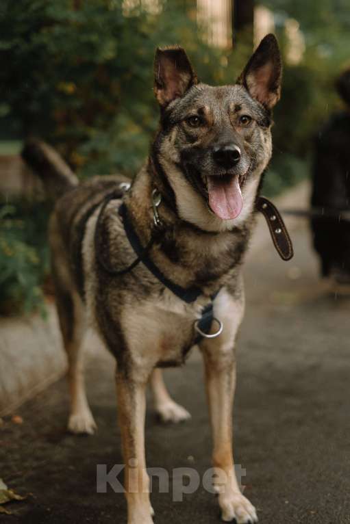 Собаки в Санкт-Петербурге: Мэй из приюта в добрые руки Девочка, Бесплатно - фото 3