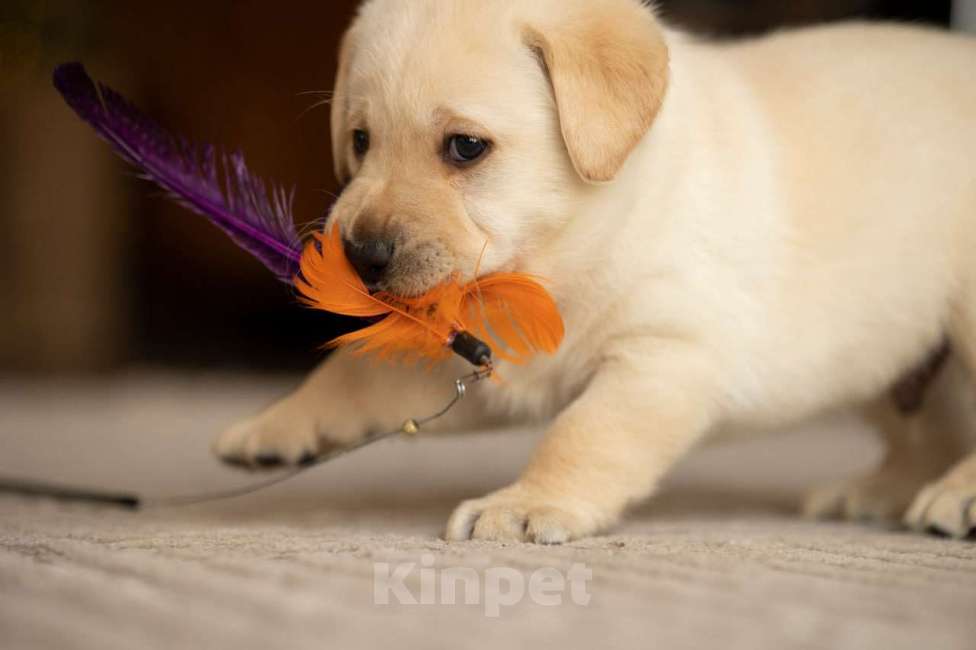 Собаки в Санкт-Петербурге: IRISLAV CREATIVE Мальчик, 140 000 руб. - фото 6