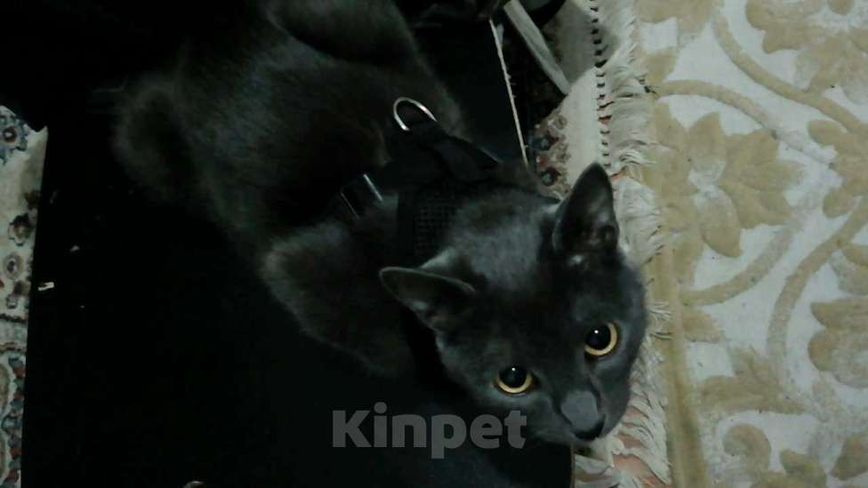 Кошки в Махачкале: котенок мальчик в добрые руки Мальчик, Бесплатно - фото 3