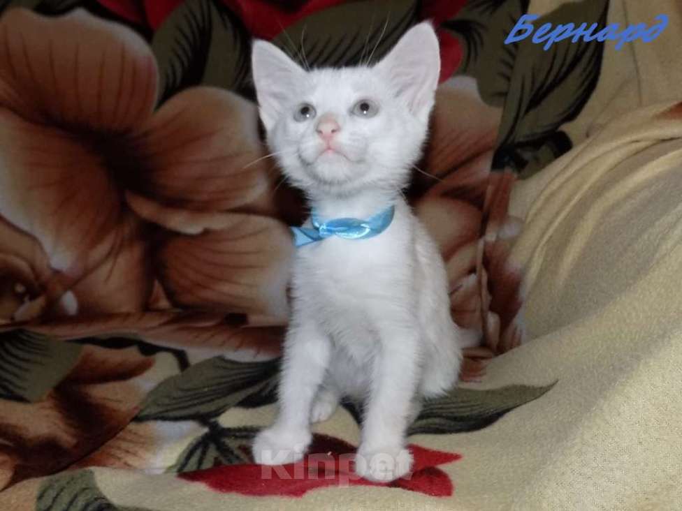 Кошки в Москве: Анатолийский белоснежный голубоглазый мальчик Мальчик, 15 000 руб. - фото 3