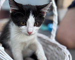 Кошки в Краснодаре: Игривая и очень ласковая девочка ищет новый дом! 🐾 Девочка, Бесплатно - фото 1