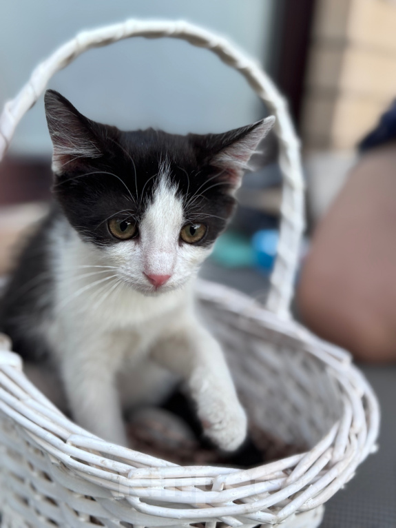 Кошки в Краснодаре: Игривая и очень ласковая девочка ищет новый дом! 🐾 Девочка, Бесплатно - фото 1