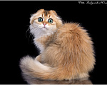 Кошки в Геленджике: золотая длинношерстная шиншилла Девочка, 80 000 руб. - фото 2