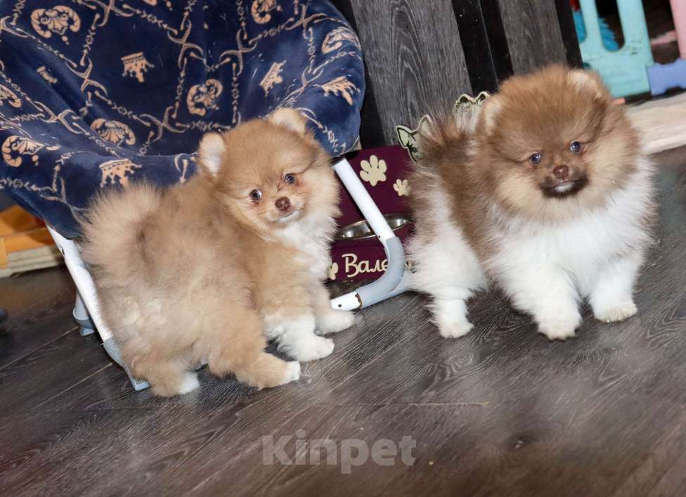 Собаки в Москве: СУПЕР классный МЕЖВЕЖОНОК ШПИЦА Мальчик, 55 000 руб. - фото 4