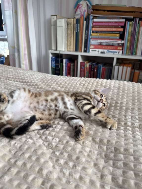 Кошки в Пскове: Гарфильд Мальчик, 45 000 руб. - фото 7