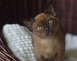 Кошки в Москве: Бурманский котик Мальчик, 50 000 руб. - фото 4