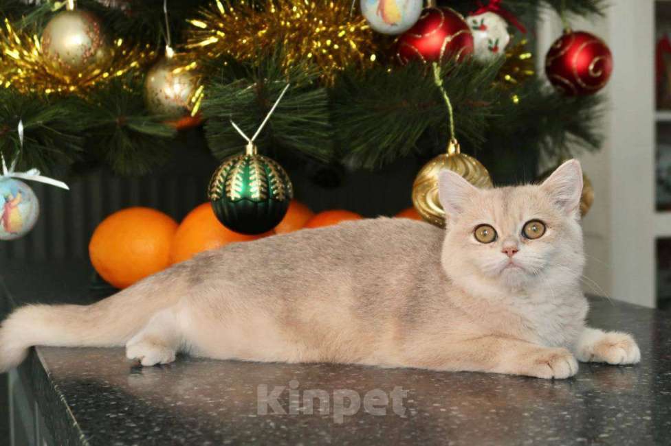 Кошки в Москве: Британский котенок Мэйлин Девочка, 50 000 руб. - фото 3