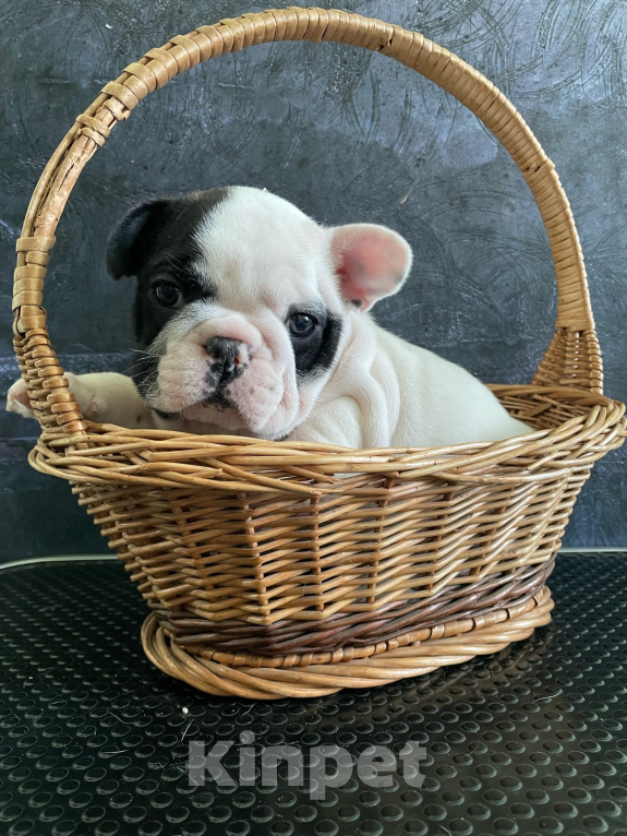 Собаки в других городах Воронежской области: Щенки Французского бульдога Мальчик, Бесплатно - фото 8