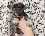 Собаки в Хабаровске: Щенок французского бульдого Мальчик, Бесплатно - фото 5