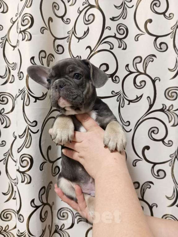 Собаки в Хабаровске: Щенок французского бульдого Мальчик, Бесплатно - фото 5