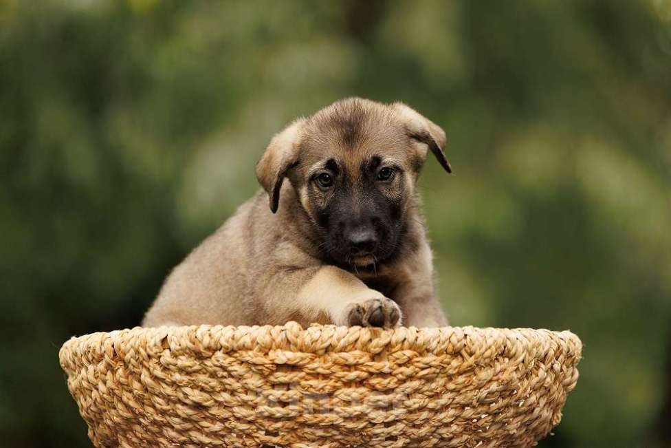 Собаки в Москве: Милые щенки в добрые руки! Две девочки и мальчик Мальчик, Бесплатно - фото 4