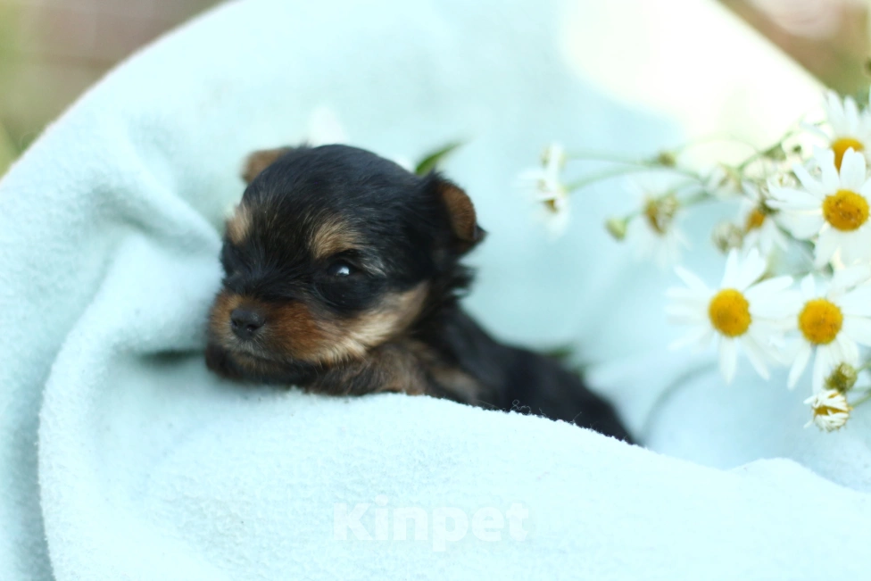 Собаки в Новосибирске: Девочка, лапушка.  Девочка, 50 000 руб. - фото 1