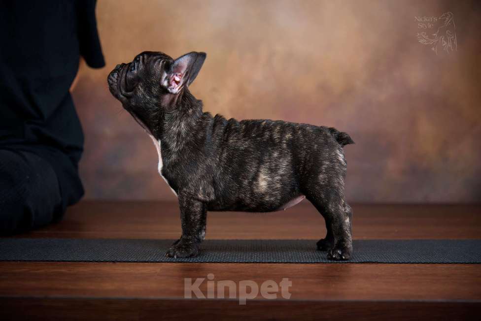 Собаки в Ростове-на-Дону: Готовы к переезду. Девочка, 35 000 руб. - фото 9