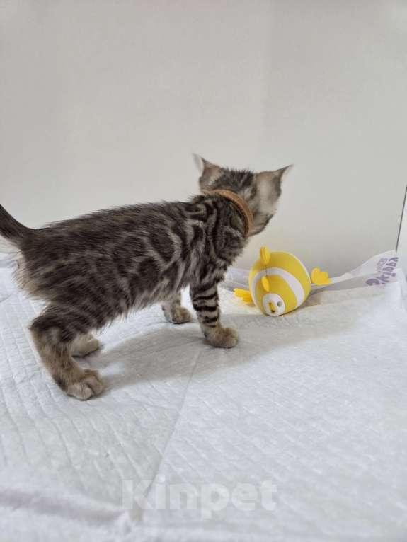 Кошки в Красногорске: Бенгальские малыши  Девочка, 30 000 руб. - фото 10