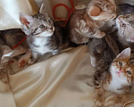 Кошки в Москве: котята курильские бобтейлы шикарного мраморного окраса Разнополые, 5 000 руб. - фото 1