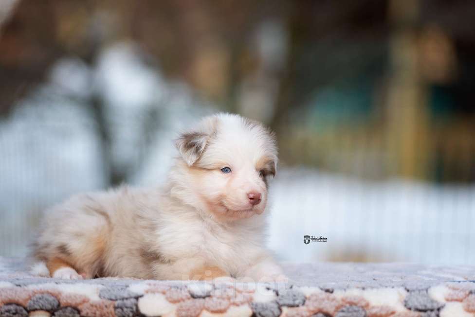 Собаки в Москве: Австралийская овчарка, щенок Мальчик, 120 000 руб. - фото 6