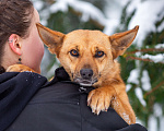 Собаки в Москве: Рыжая Фокси ищет дом Девочка, Бесплатно - фото 6