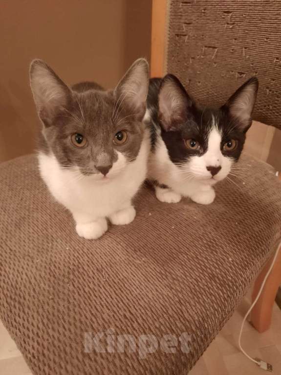 Кошки в Ростове-на-Дону: Отдам бесплатно котят Мальчик, Бесплатно - фото 7