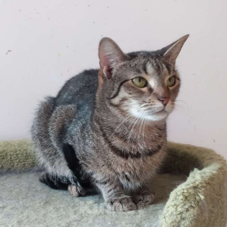 Кошки в Санкт-Петербурге: Маняша из приюта в добрые руки Девочка, Бесплатно - фото 5