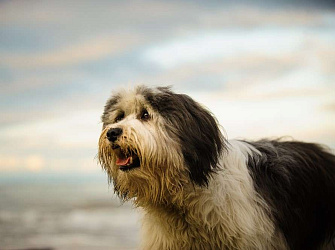 Польская низинная овчарка