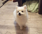 Собаки в Лысьве: Японский шпиц Девочка, 20 000 руб. - фото 1