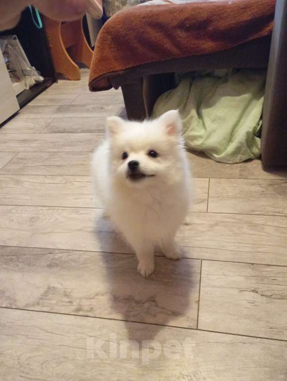 Собаки в Лысьве: Японский шпиц Девочка, 20 000 руб. - фото 1