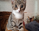 Кошки в Москве: Котёнок в добрые руки Девочка, Бесплатно - фото 9