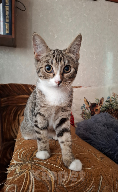 Кошки в Москве: Котёнок в добрые руки Девочка, Бесплатно - фото 9