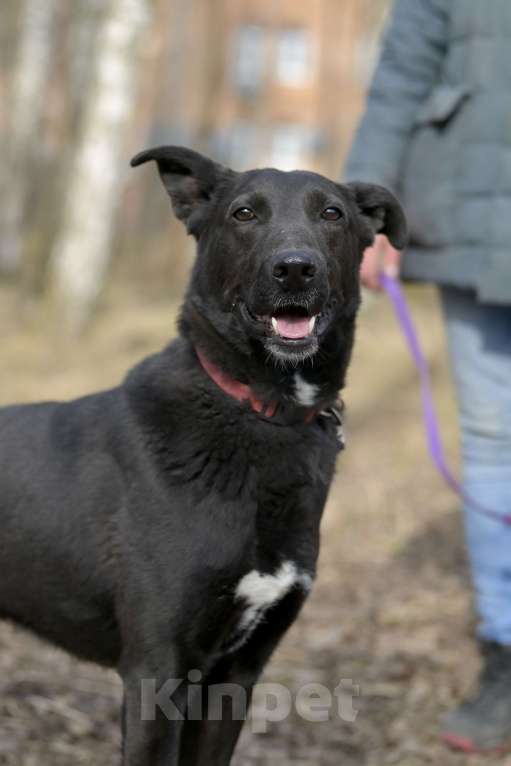 Собаки в Красногорске: Молодой энергичный метис чёрной немецкой овчарки очень нуждается в хозяине  Мальчик, Бесплатно - фото 2