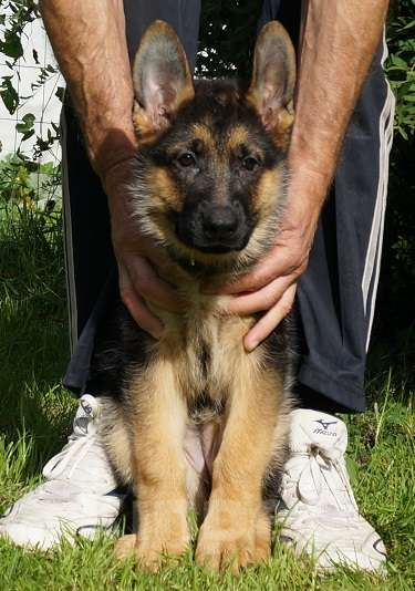 Собаки в Санкт-Петербурге: Щенки немецкой овчарки Девочка, 45 000 руб. - фото 3