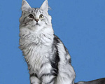 Кошки в Москве: Котёнок Мейн Кун Девочка из питомника Девочка, 30 000 руб. - фото 3