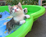 Кошки в Ростове-на-Дону: Котенок ищет дом Девочка, Бесплатно - фото 3