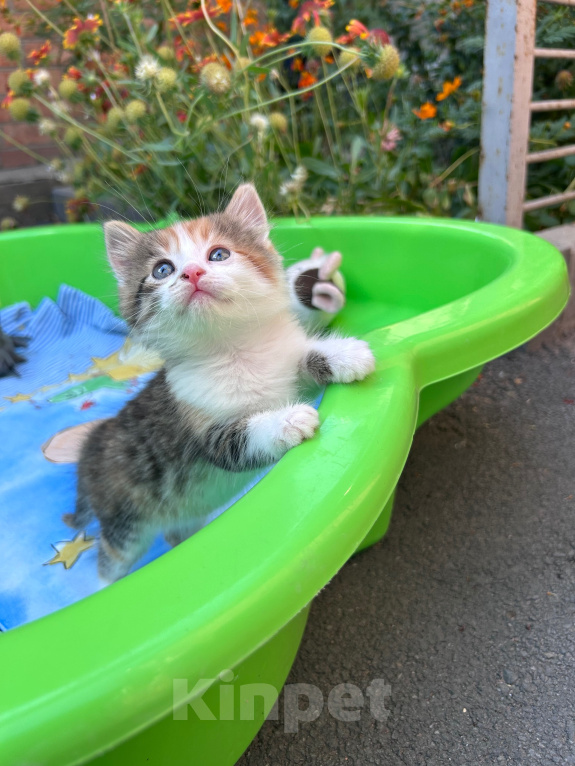Кошки в Ростове-на-Дону: Котенок ищет дом Девочка, Бесплатно - фото 3
