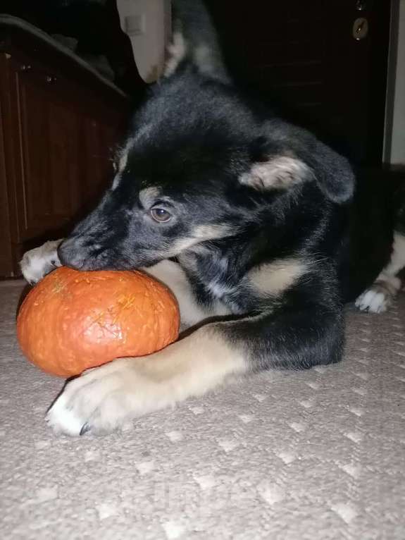 Собаки в Москве: Риччи - жизнь без братана скучна Мальчик, Бесплатно - фото 4