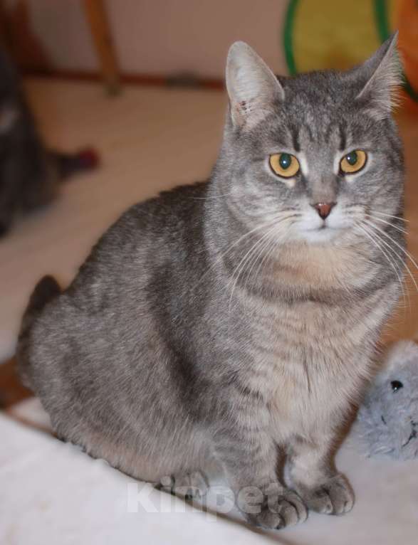 Кошки в Москве: Нежная АСЯ Девочка, Бесплатно - фото 6