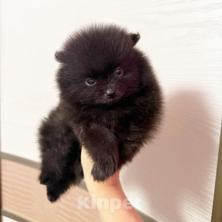 Собаки в Москве: Щенки померанский шпиц, кобель, черный Мальчик, 100 000 руб. - фото 6