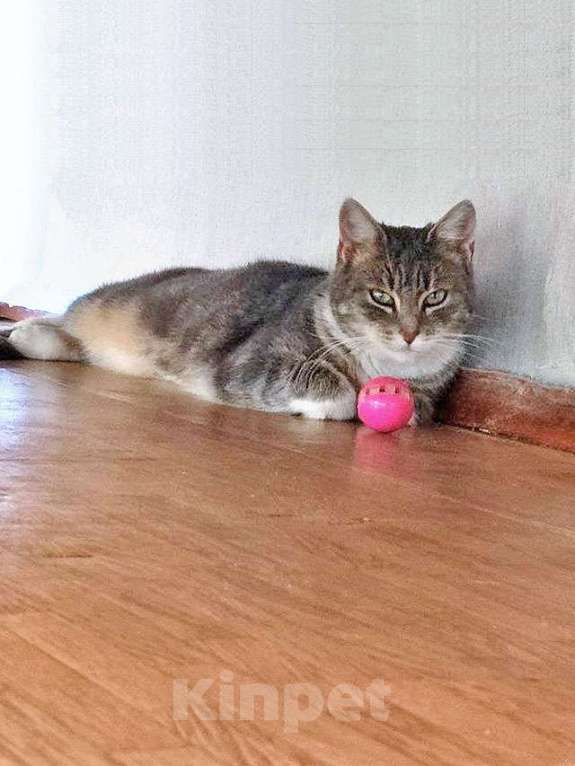 Кошки в Санкт-Петербурге: Мэй, серебристо-дымчатая кошечка, ищет свой дом Девочка, 10 руб. - фото 5