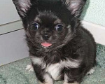 Собаки в Санкт-Петербурге: чихуахуа шоу мальчик Мальчик, 150 000 руб. - фото 1