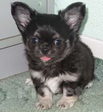 Собаки в Санкт-Петербурге: чихуахуа шоу мальчик Мальчик, 150 000 руб. - фото 1