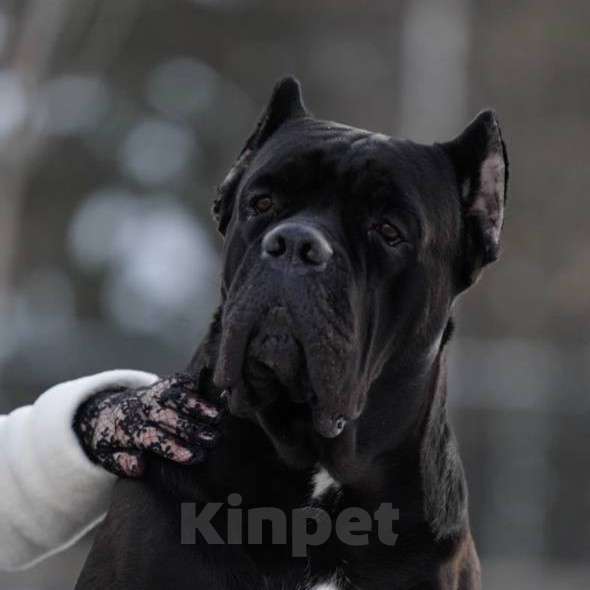 Собаки в Нижнем Новгороде: Кане Корсо  Мальчик, Бесплатно - фото 1