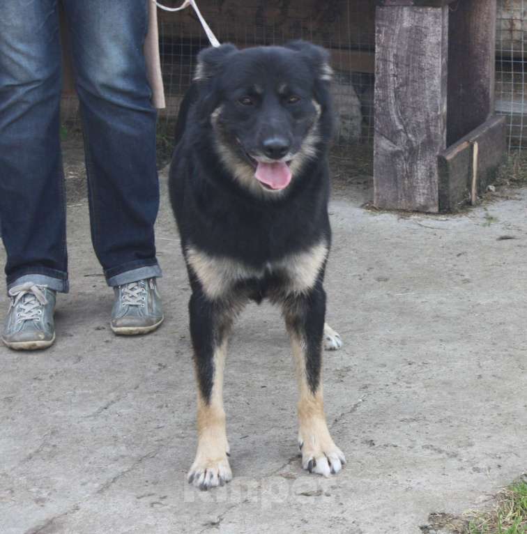 Собаки в Москве: Ласкуша Алиса живет и надеется найти свою родную семью Девочка, Бесплатно - фото 9
