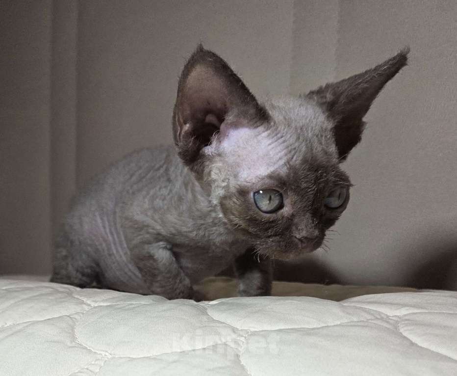 Кошки в Москве: Котенок Девон рекс Девочка, 85 000 руб. - фото 7