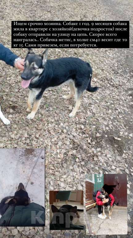 Собаки в других городах Московской области: Собака сидит на цепи Мальчик, Бесплатно - фото 4