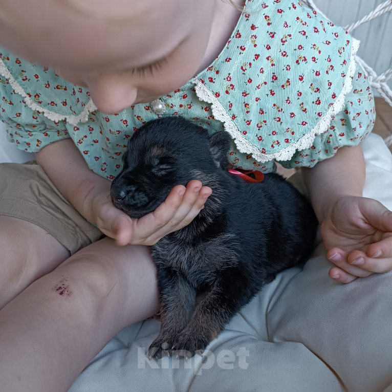 Собаки в Славянске-На-Кубани: Щенок Восточно-Европейской овчарки (девочка)  Девочка, 15 000 руб. - фото 3