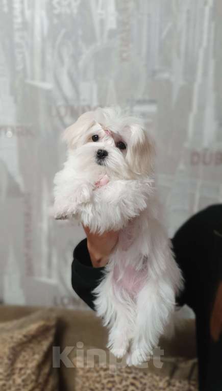 Собаки в Серове: Малььезе девочка мини Девочка, 150 000 руб. - фото 2