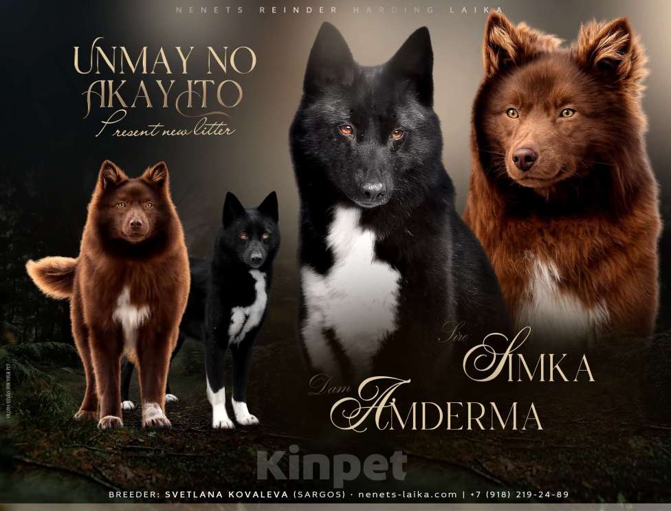 Собаки в Москве: Ненецкая оленегонная лайка, кобель Кубик. Мальчик, 60 000 руб. - фото 2