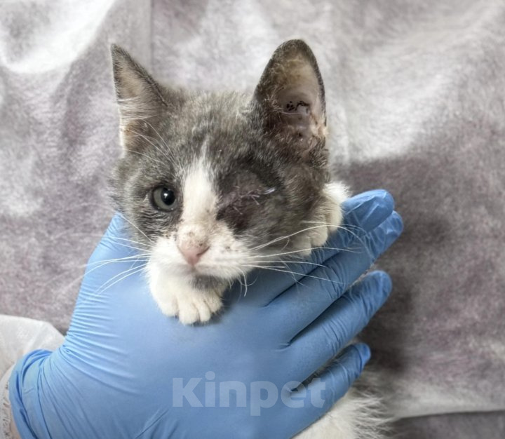 Кошки в Пензе: Котёнок в добрые руки Мальчик, Бесплатно - фото 1