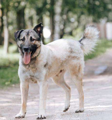 Собаки в Видном: Расстрелянный Филя ищет дом! Мальчик, Бесплатно - фото 2