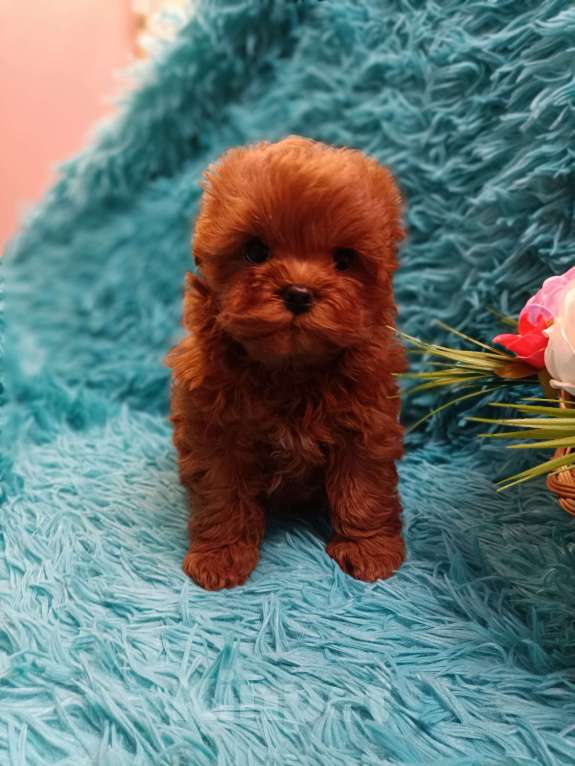 Собаки в Москве: Мини Тедди Мальчик, 180 000 руб. - фото 1