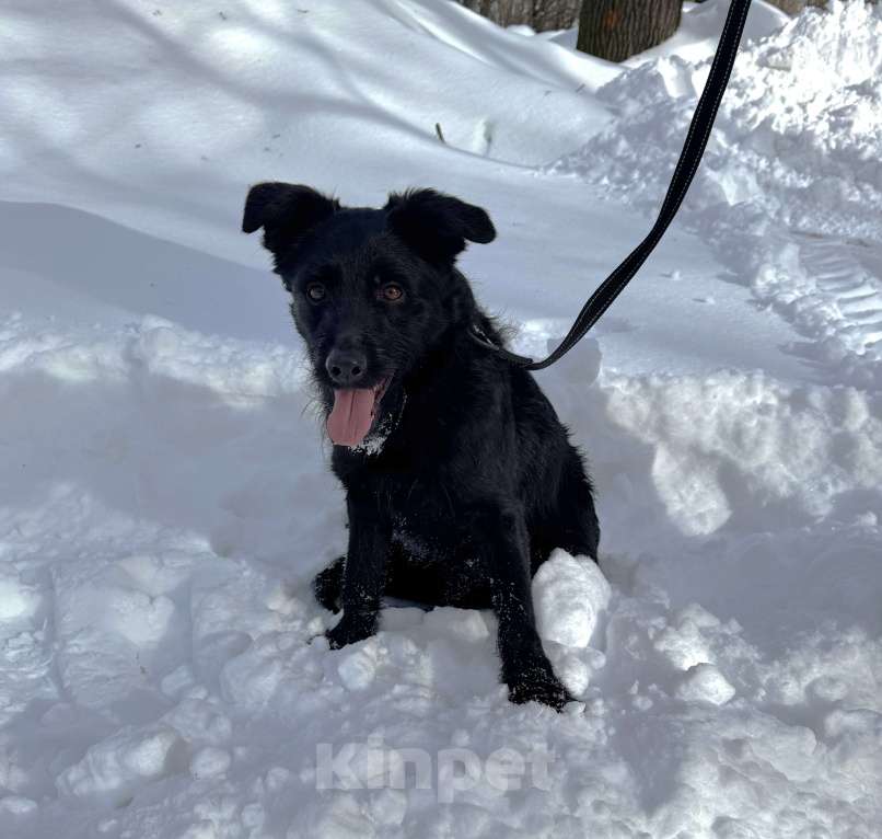 Собаки в Москве: Собака бесплатно в Москве Мальчик, Бесплатно - фото 1